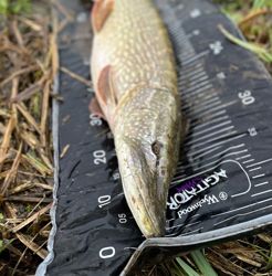Wychwood Agitator Predator Roll Mat